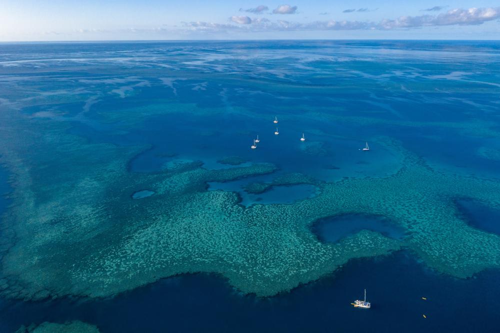 Black_reef_wings_Kayaks-rs.jpg
