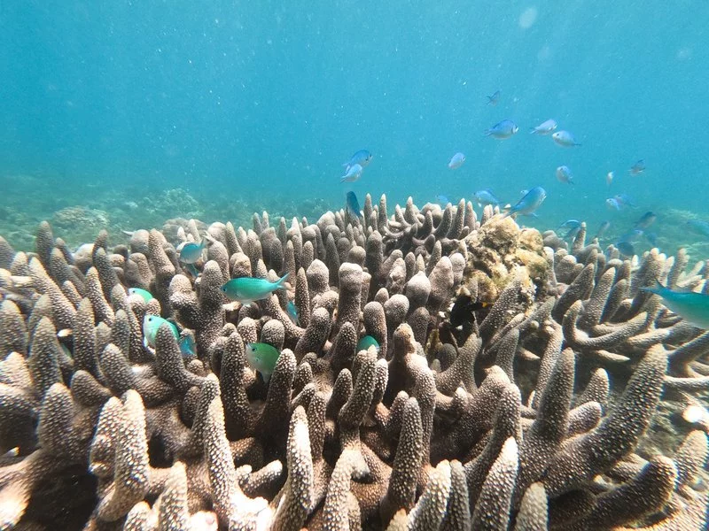 Great-barrier-reef-facts4.webp