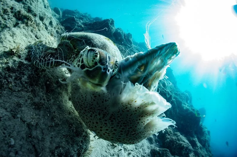Great-barrier-reef-facts5.webp
