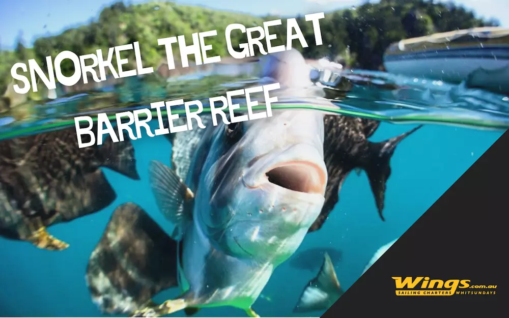 Great_barrier_Reef_1.max-1000x1000.webp