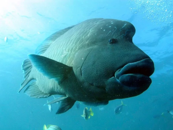 Maori_Wrasse.webp