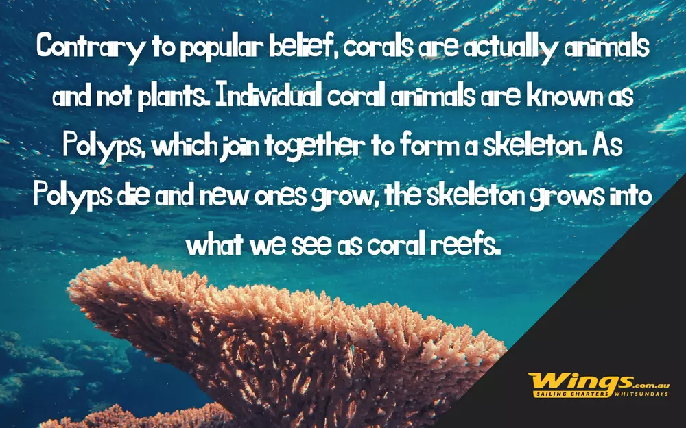 The Great Barrier Reef location