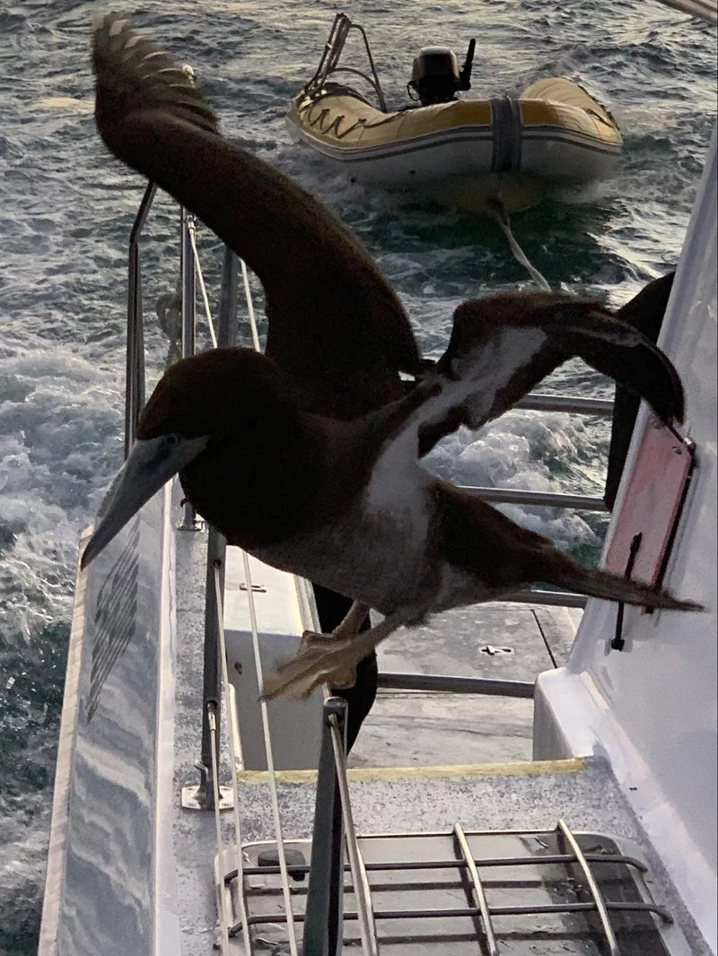 brown-booby-02.width-800.webp