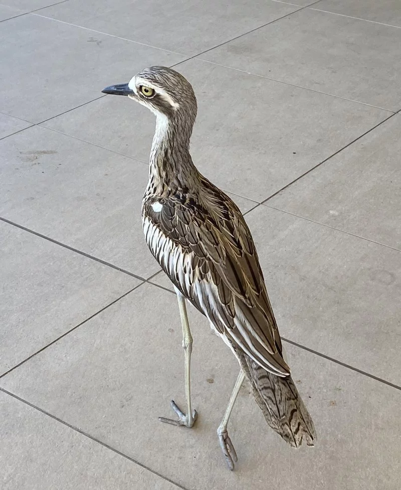 bush-stone-curlew.width-800.webp
