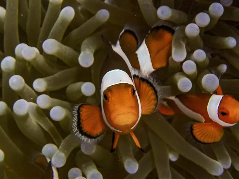 clown-fish.width-800.webp