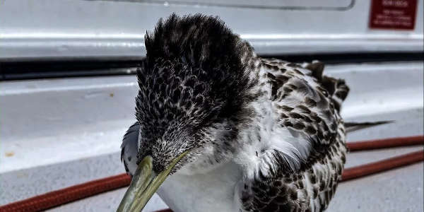 Crested Tern