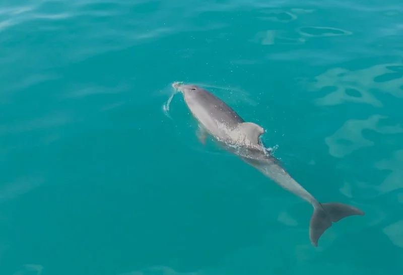 dolphin.width-800.webp