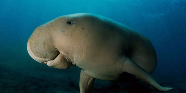 Dugongs