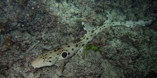 Epaulette Shark