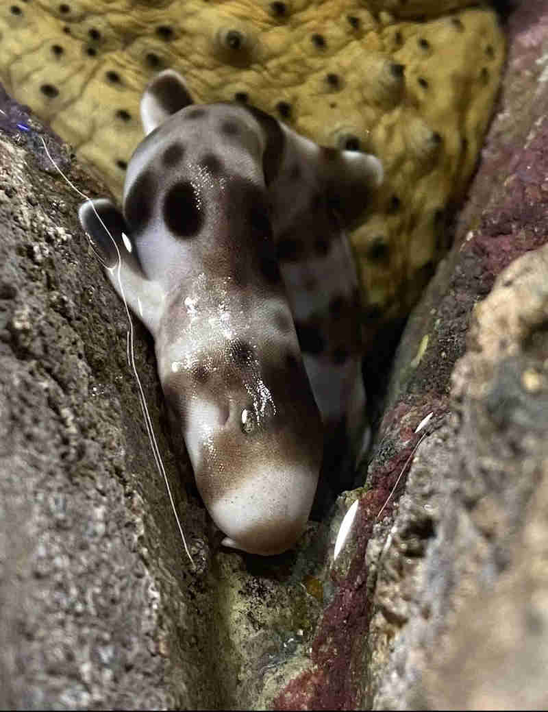 Epaulette Shark