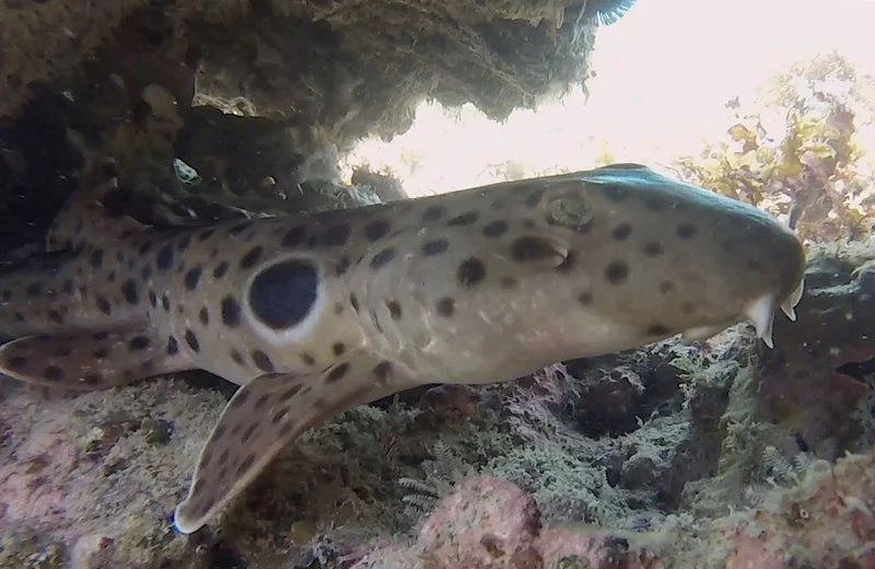 epaulette-sharks.width-800.webp