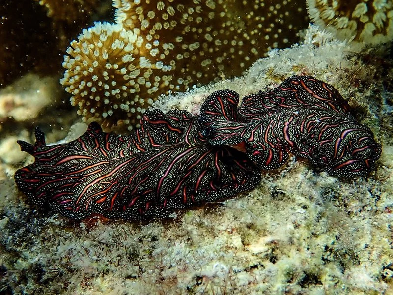 flatworm-02.width-800.webp