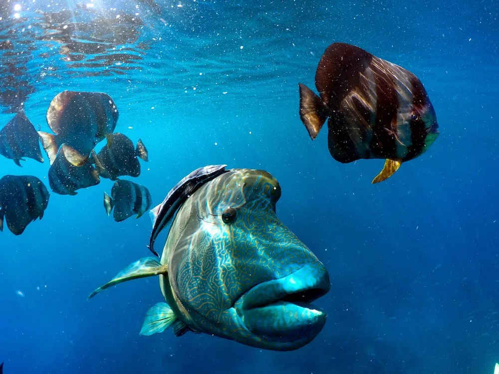 George, the giant Maori Wrasse of Manta Ray Bay