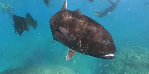 Giant Trevally