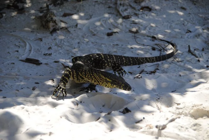 goanna.webp