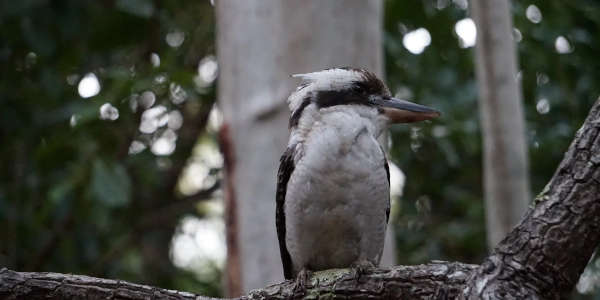 Kookaburra