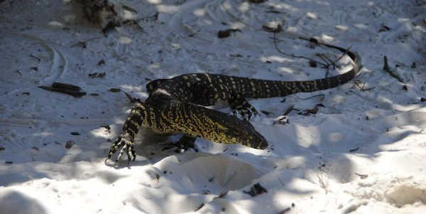 Lace Monitor