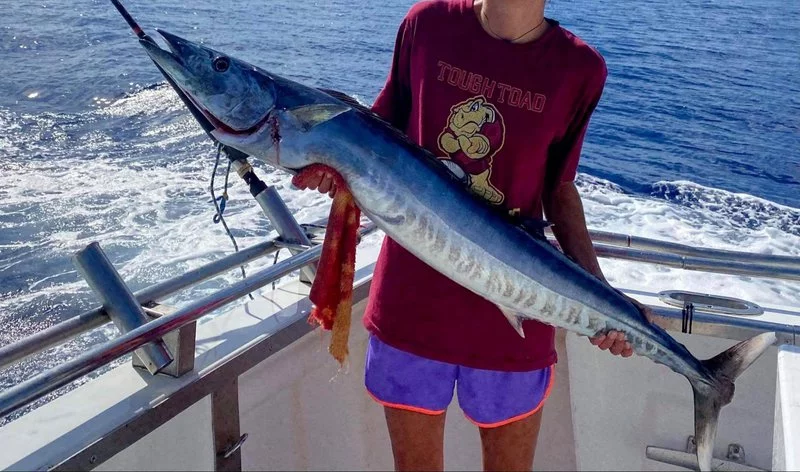mackerel-02.width-800.webp