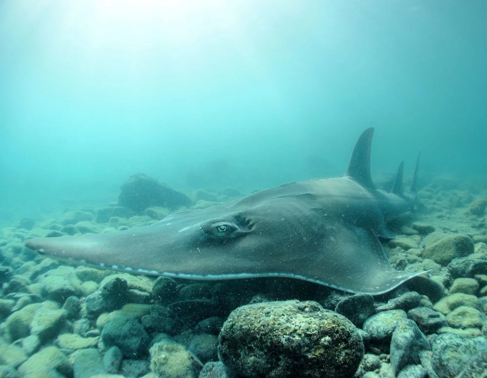 majestic manta rays