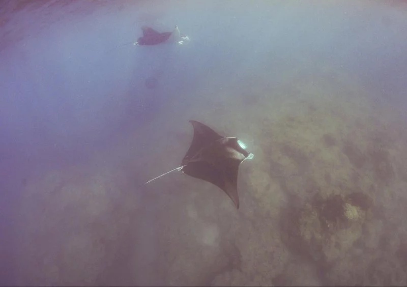 manta-ray.width-800.webp