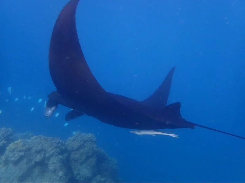 manta-rays-2.webp