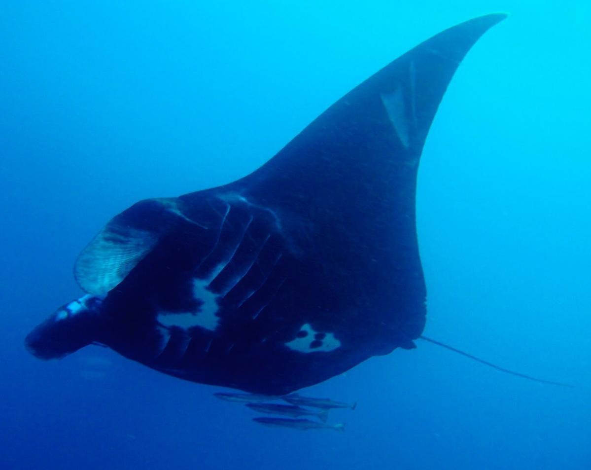 manta-rays-of-whitsundays-rs.jpg