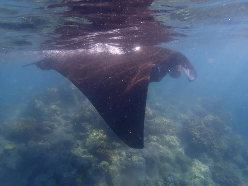 mantarays3.webp