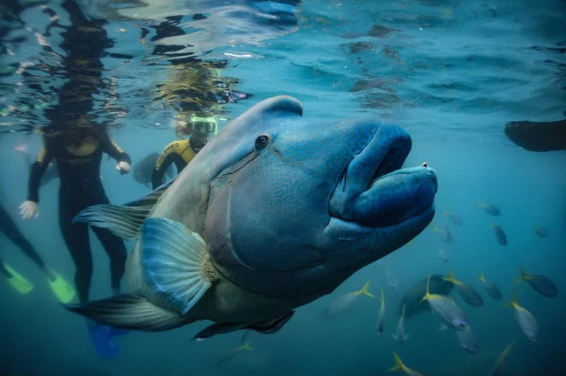 maori-wrasse-manta-ray.webp