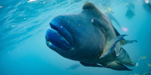 Maori Wrasse