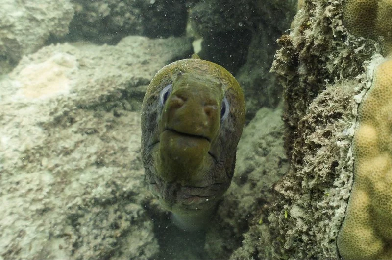 moray-eel-02.width-800.webp