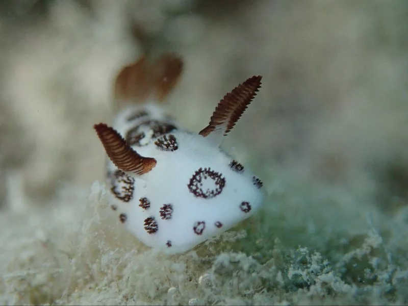 Nudibranchs