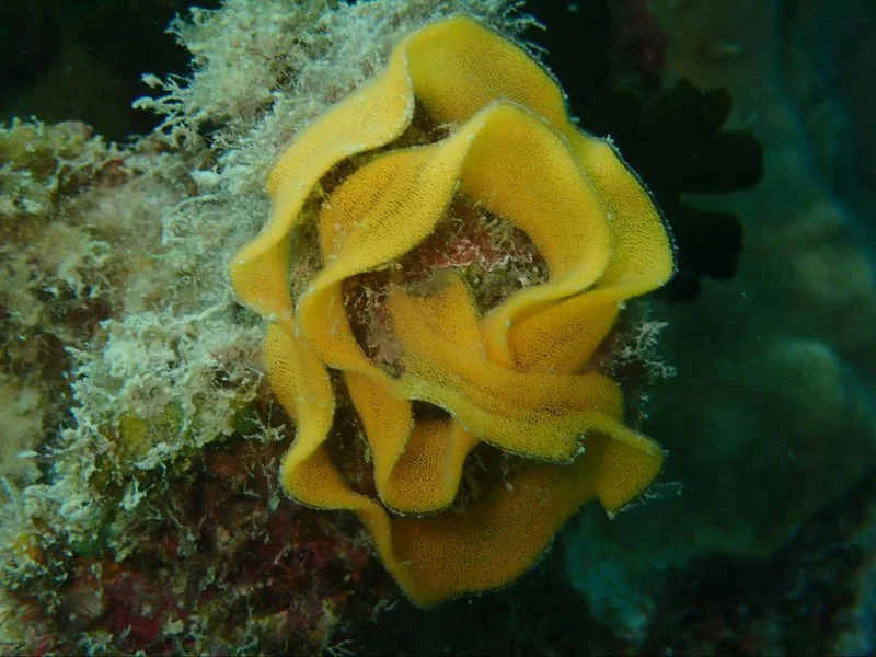 Nudibranchs 2