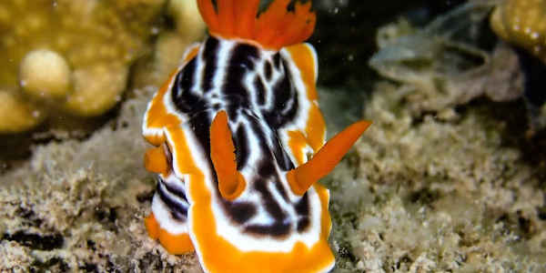 Nudibranchs