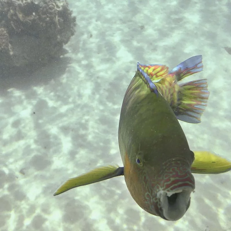 parrot-fish.webp