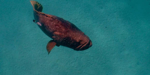 Queensland Grouper