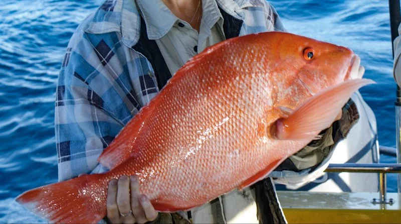 Red Emperor