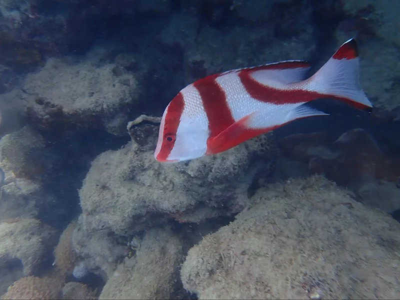Red Emperor