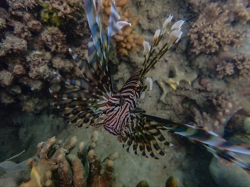 red-lionfish.width-800.webp