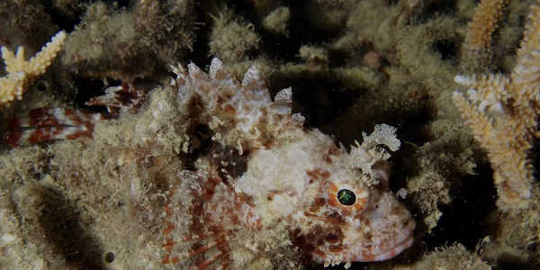 Scorpion Fish