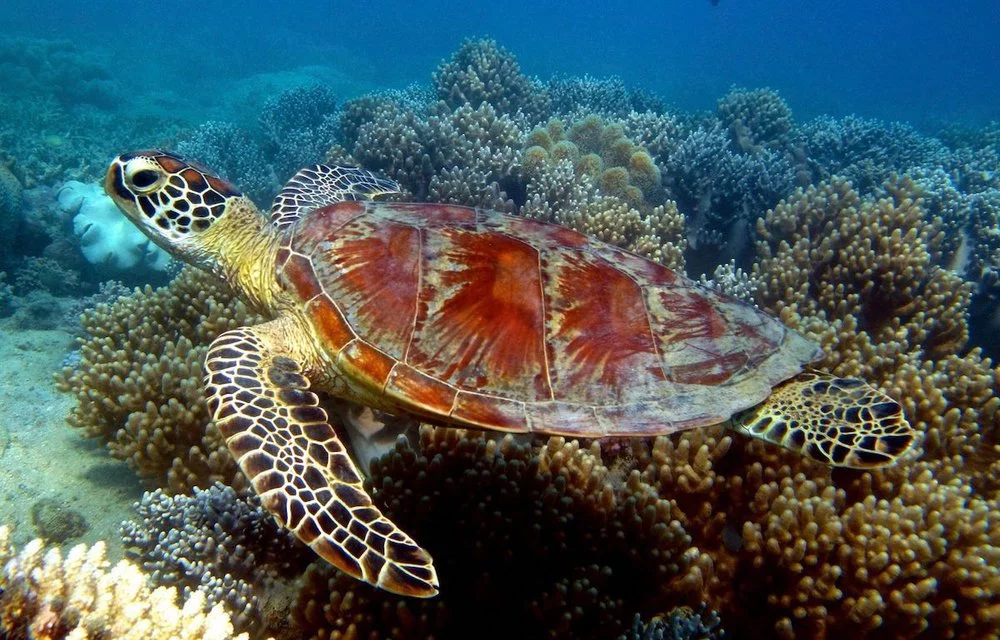 sea turtles Whitsundays