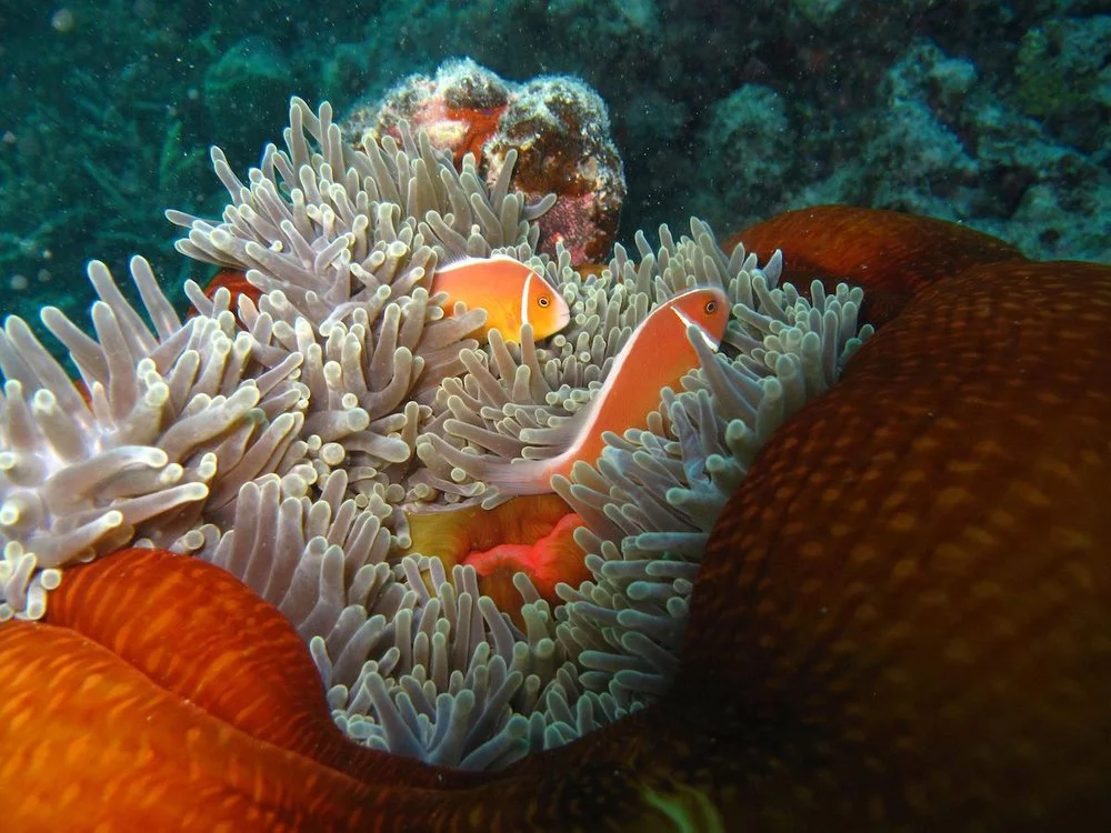 snorkelling in the Whitsundays Islands
