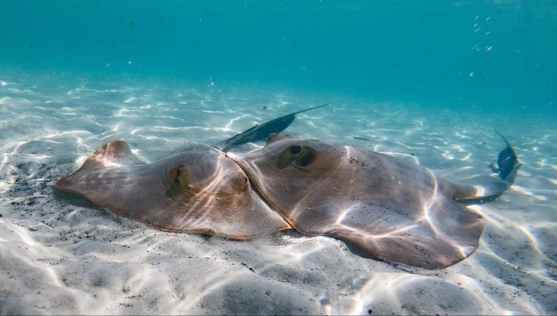 stingrays.width-800.webp
