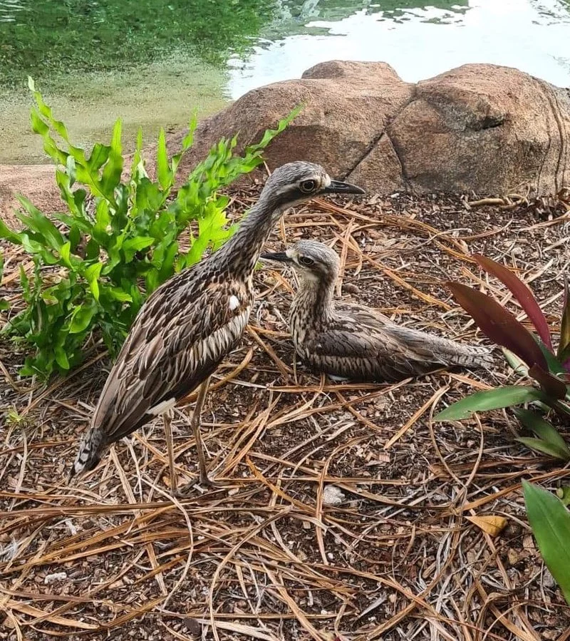 stone-curlews.width-800.webp