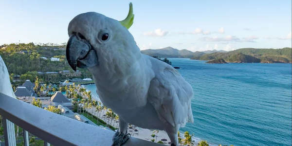 Sulphur Crested Cockatoo