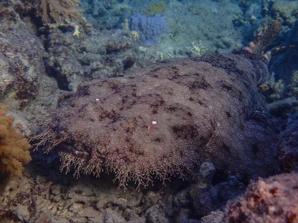 tasselled-wobbegong.jpg
