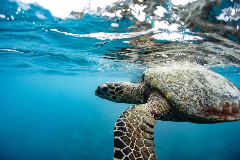 Turtle Bay