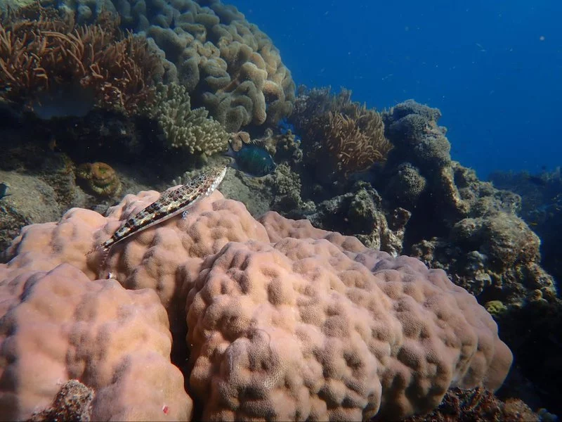 variegated-lizardfish.width-800.webp
