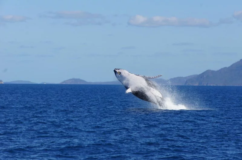 whale-breaching.webp