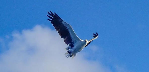 White Bellied Sea Eagle