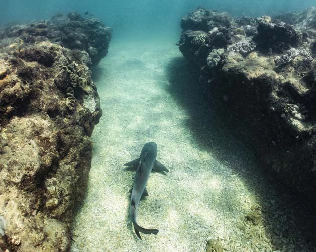 whitetip-shark.jpg